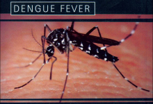Dengue Fever Prevention, Causes, Symptoms, Treatment and Signs 16 Dengue Fever Prevention, Causes, Symptoms, Treatment and Signs
