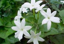 National Flower And National Fruit Of Pakistan In Urdu Names
