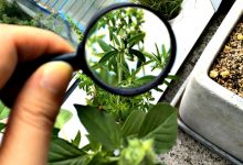 Botany in Pakistan Subjects, Jobs, Courses, Requirements 4 Botany In Pakistan Subjects, Jobs, Courses, Requirements