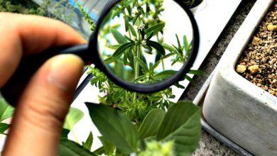 Botany In Pakistan Subjects, Jobs, Courses, Requirements