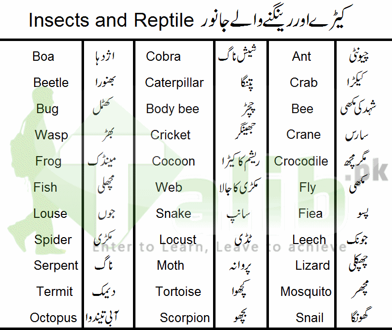 Animals, Birds And Insects Names In Urdu English Tables