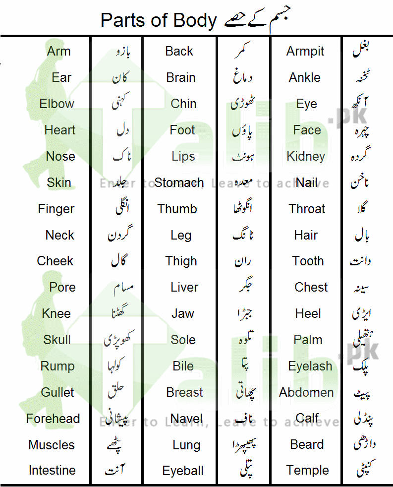 Parts Of Body Names In Urdu And English With Pictures 24 Parts Of Body Names In Urdu And English With Pictures