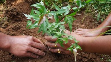 Forestry Scope In Pakistan, Jobs, Salary, Subjects, Universities