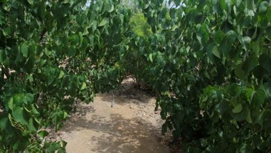 BS Forestry Universities In Pakistan Colleges